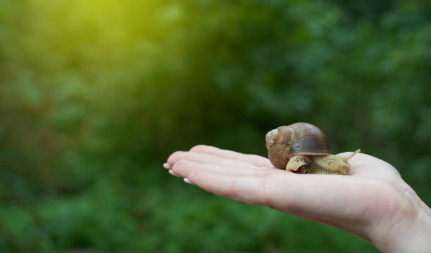 istock Big snail in human hand, nature care concept 1278759151