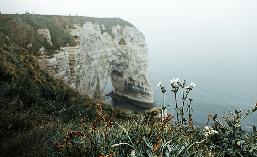 Flowers on the top of a cliff of Etretat