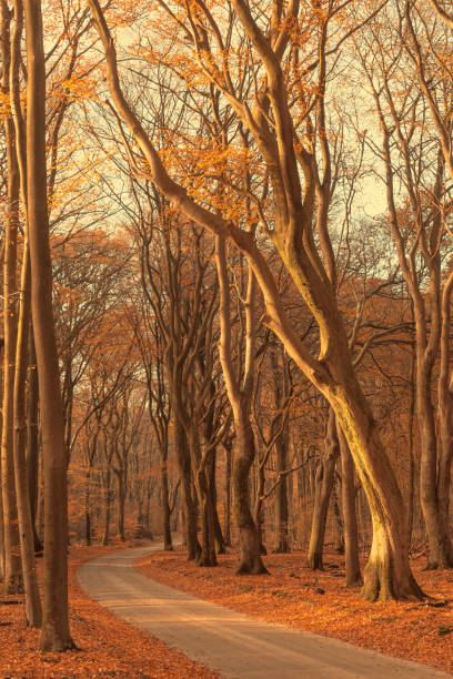 istock Path through a misty forest during a beautiful foggy autumn day 1278759332