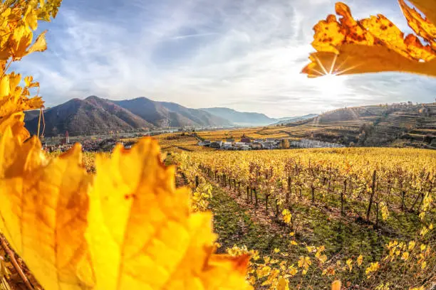 Famous Weissenkirchen village with autumn vineyards in Wachau valley, Austria