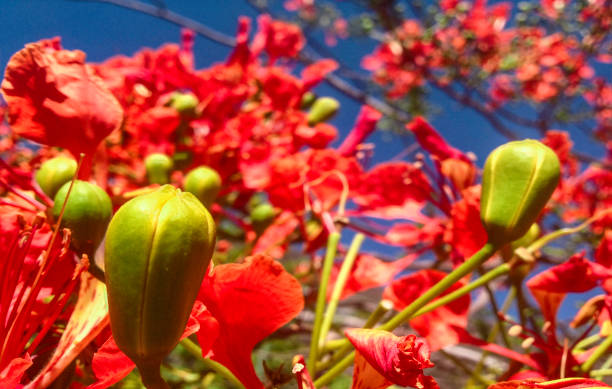 Delonix regia flower - Acacia tree