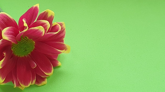 Close up of red and yellow flower on green background