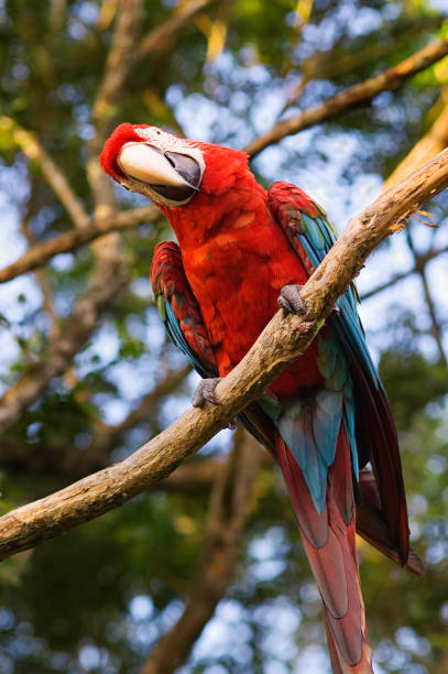 istock Red, Blue and Green Macaw 1278760720
