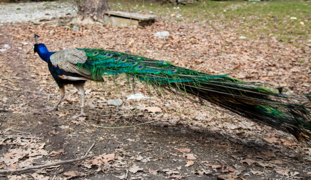istock A peacock with a beautiful tail walks in the Park on a spring day 1278761163