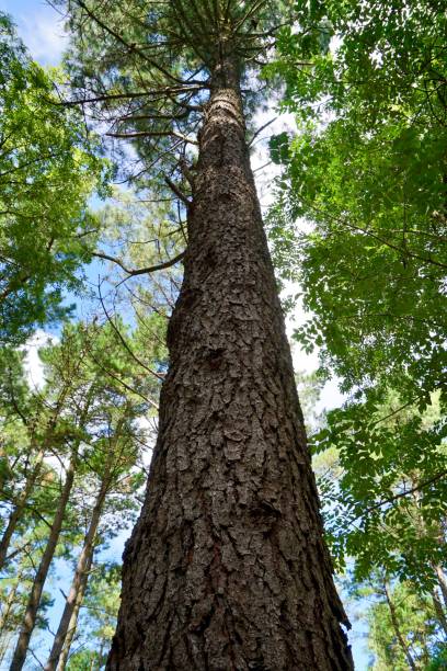 istock tree trunk in the forest in autumn season 1278761749