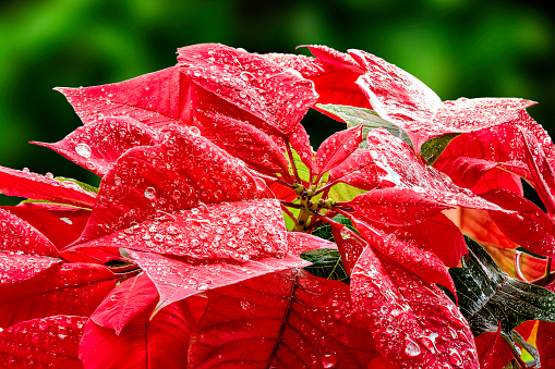 Christmas Poinsettia Close-Up