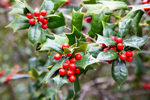 Ilex aquifolia, nterior decoration for Christmas. Green Bush with, red berries