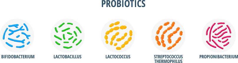 Useful Bacteria Examples Probiotics Types Bifidobacterium Lactobacillus Lactococcus ...