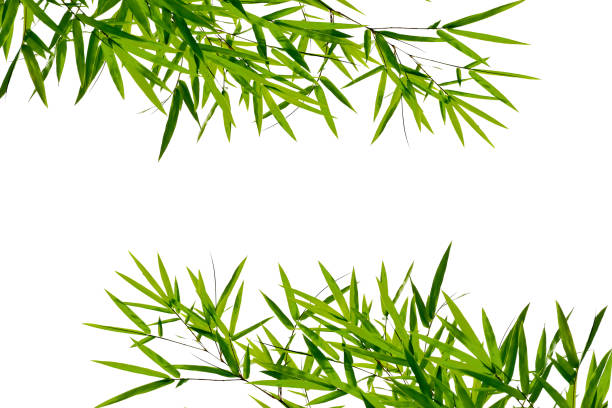 istock Branches of bamboo tree isolated on white background 1278762210