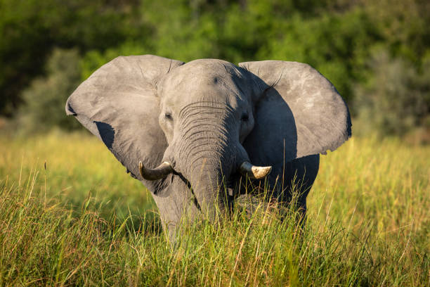 istock Elephant with big ears walking towards camera in afternoon sunlight in Okavango Delta in Botswana 1278763197