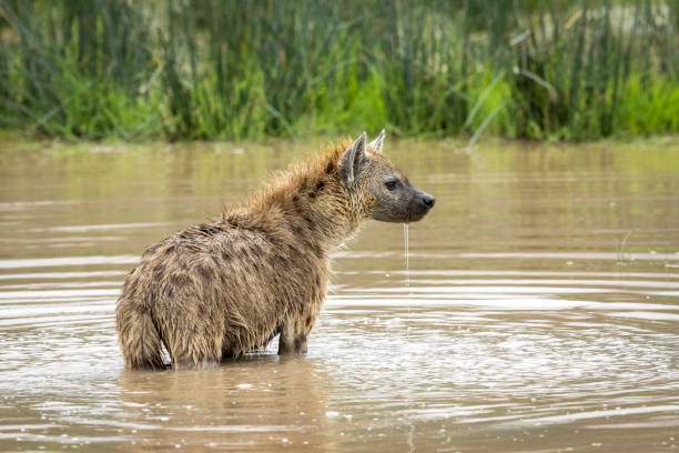 Adult hyena standing in water in Ngorongoro Crater in Tanzania Adult hyena standing in water looking alert in Ngorongoro Crater in Tanzania hyena photos stock pictures, royalty-free photos & images