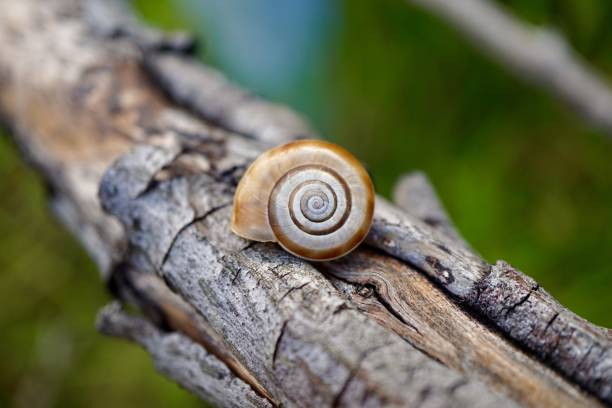 istock small snail on the trunk in the nature, animal shell 1278763421