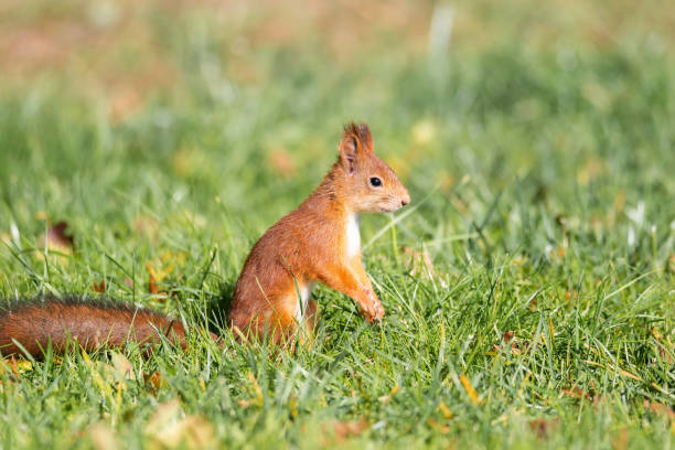istock A red fluffy squirrel stands on its hind legs 1278763554