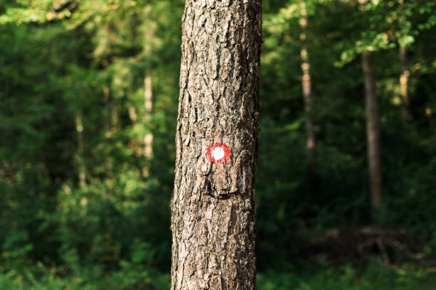 istock Hiking trail marking on tree trunk in forest 1278763629