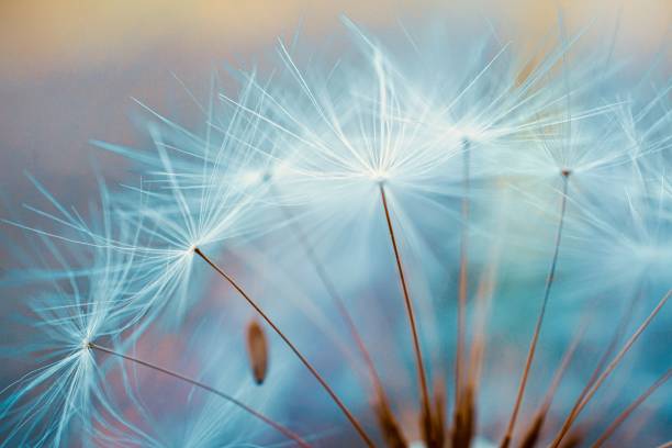 istock beautiful dandelion flower seed, abstract and blue background 1278764327