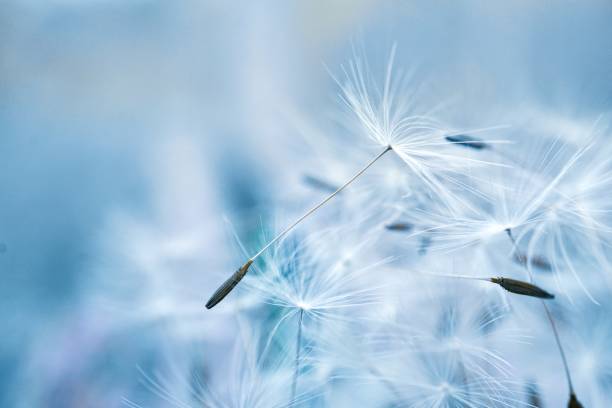 istock beautiful dandelion flower seed, abstract and blue background 1278764331