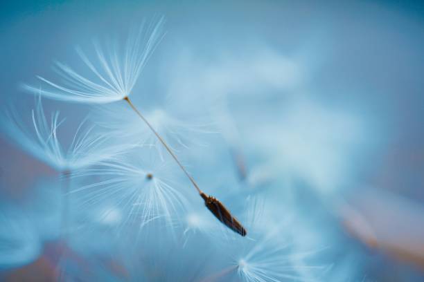 istock beautiful dandelion flower seed, abstract and blue background 1278764334