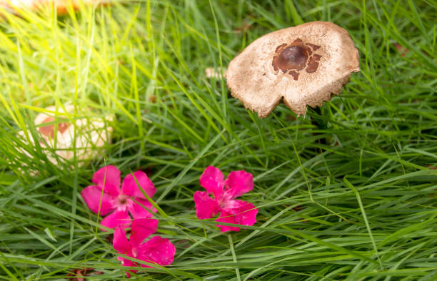 Freshly flowers and mushroom dry on green grass