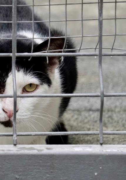 istock beautiful stray cat portrait, animal theme 1278764652