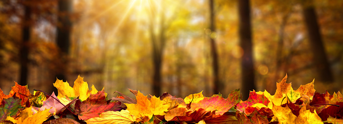 Closeup of autumn leaves on the ground in a forest, defocused trees with golden foliage and beautiful rays of sunlight in the background