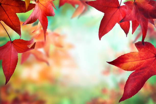 Top view of autumn maple tree leaves, fall background. Digitally generated image. 3d render.