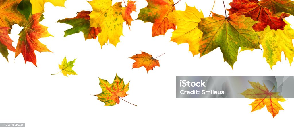 Kolorowe jesienne liście zwisające na białym - Zbiór zdjęć royalty-free (Aranżacja)