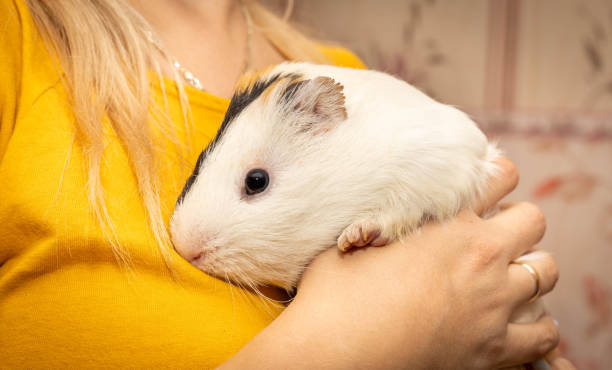 guinea pig sits in the arms of its owner stock photo