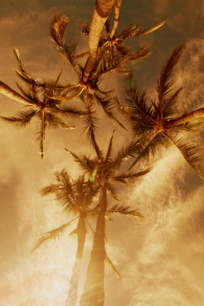 Palm Tree at Sunset stock photo