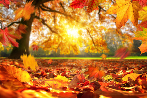 Lively closeup of autumn leaves falling on the ground in a park, with a majestic oak tree on a meadow in the background lit by the sun