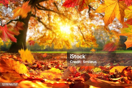 istock Autumn leaves falling on the ground in a park 1278765757