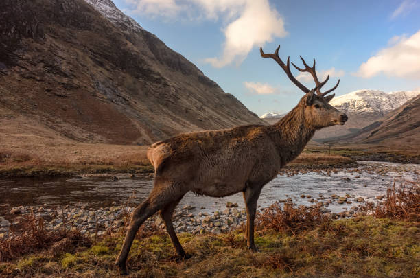 istock The Red Deer Stag with antlers, Glencoe, west Highlands 1278765857