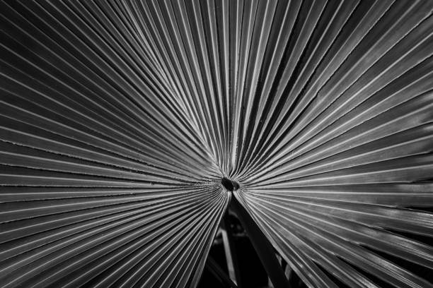 istock Pattern of Converging Lines on a Fan Palm in Black and White 1278765972