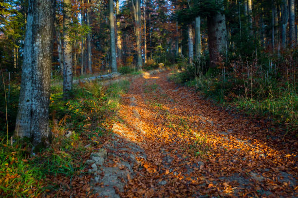 Autumn forest in Bieszczady, Poland