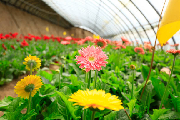 istock African chrysanthemum blooms 1278766395