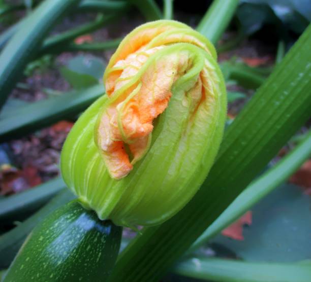 cultiver des courgettes - squash flower plant single flower photos et images de collection