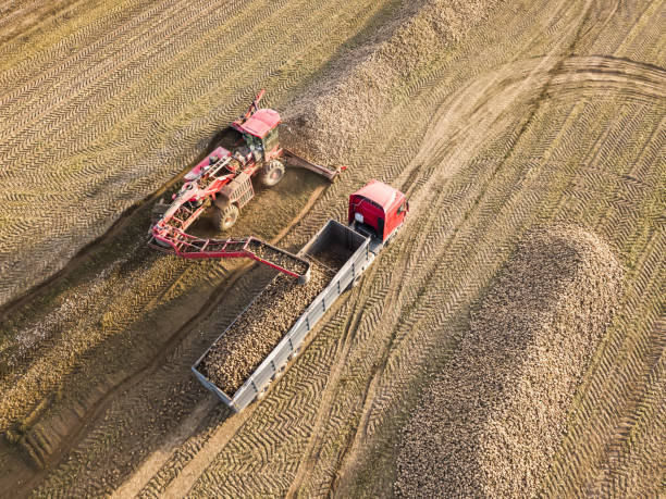畑の真ん中にあるトラックにサトウキビを積み込むトラクターのドローンビュー。農業の仕事。サトウキビの収穫 - beet sugar tractor field ストックフォトと画像