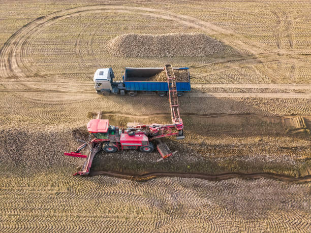 vue de drone d’un tracteur qui charge des betteraves de sucre dans un camion au milieu d’un champ. travail agricole. récolte de betteraves à sucre - beet sugar tractor field photos et images de collection