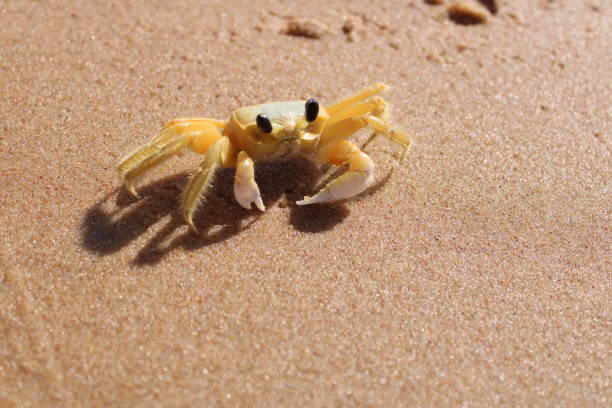 CRAB on the Beach