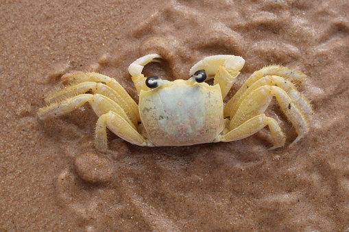 CRAB on the Beach