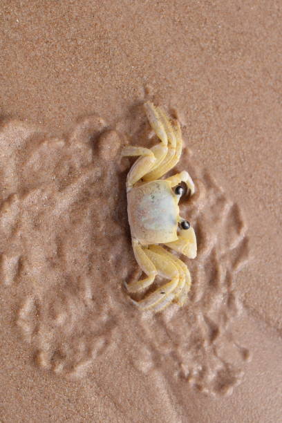 CRAB on the Beach