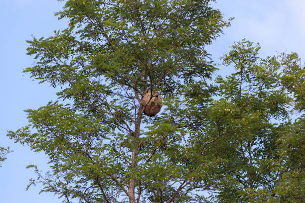 Large nest of wasps (Vespa Velutina) hangs overhead on a tree branch.