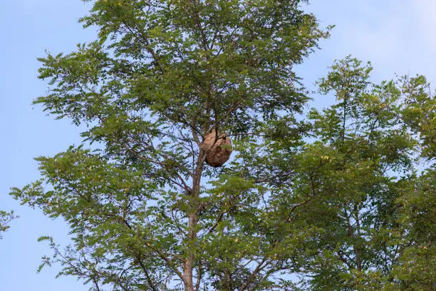 Photo of Large nest of wasps (Vespa Velutina) hangs overhead on a tree branch.