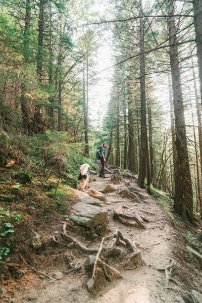 istock Woman hiking with dog in forest 1278772288