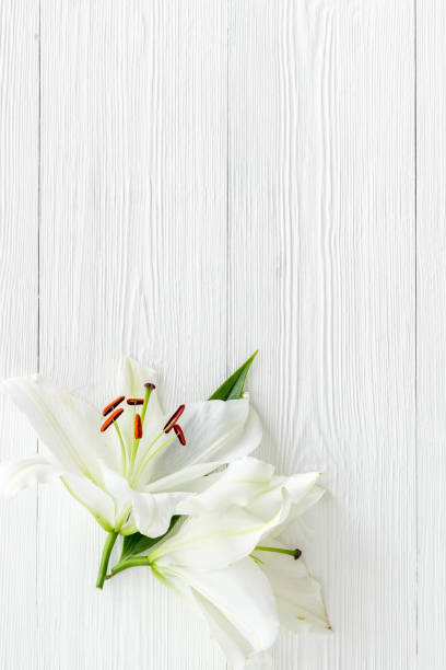 istock Condolence card with white flowers lily, from above 1278772454