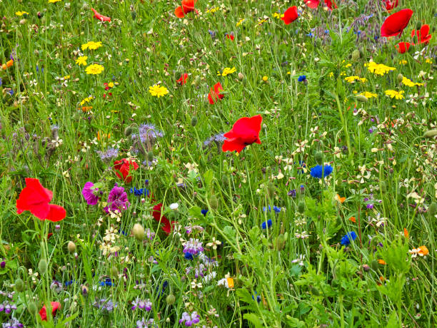 istock A colourful collection of wild flowers 1278773134