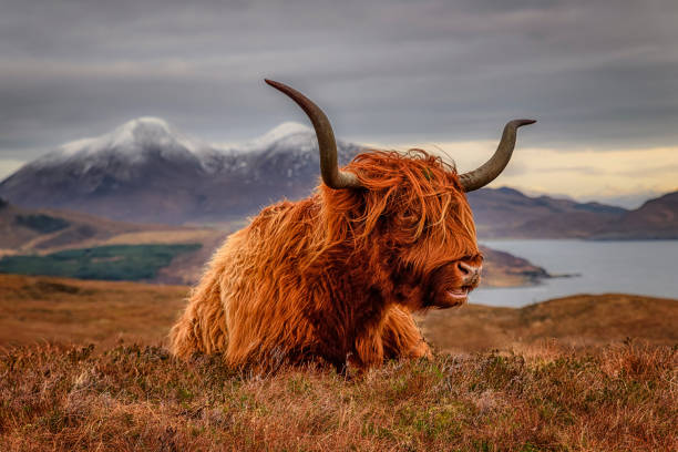 山の背景を持つ草の上に横たわっているスコットランドの高原牛 - horizon over land landscapes farm animals nature ストックフォトと画像