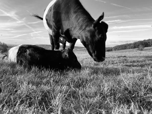 Just born Lankenvelder calf in the early morning  laying beside here Mother.