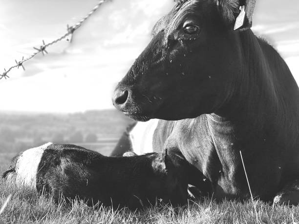 Four cow barn