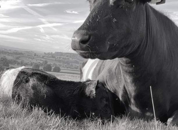 istock Just born Dutch Lakenvelder calf 1278774714