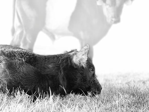 istock Just born Dutch Lakenvelder calf 1278774719